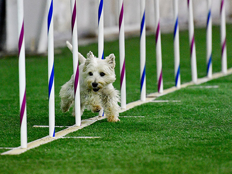Doggie Training Centers with Artificial Turf